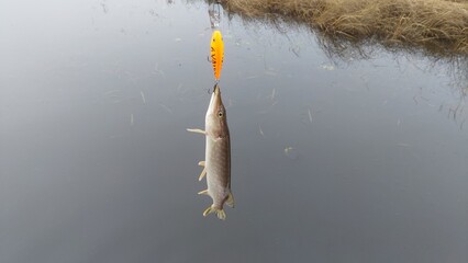 A small pike, later released back into the water, was caught by an angler on a spinning lure, an orange-colored plastic wobbler with black stripes and two triple hooks. The pike is hanging on a hook