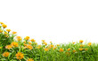 medow field with flower on white background with clipping path, 3d illustration rendering