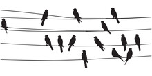 Silhouette Bird Sit On The Power Wire Vector Illustration