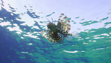 Common Lionfish Or Red Lionfish (Pterois Volitans) Swimming Under Blue Waves On Sunny Day, Bottom View, Red Sea, Egypt
