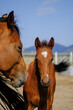 Close up of foal with mare. Beautiful Brown horses is in corral farm on blue sky background. Animal care. Reddish-brown or Bay color Purebred horses with black mane.	
