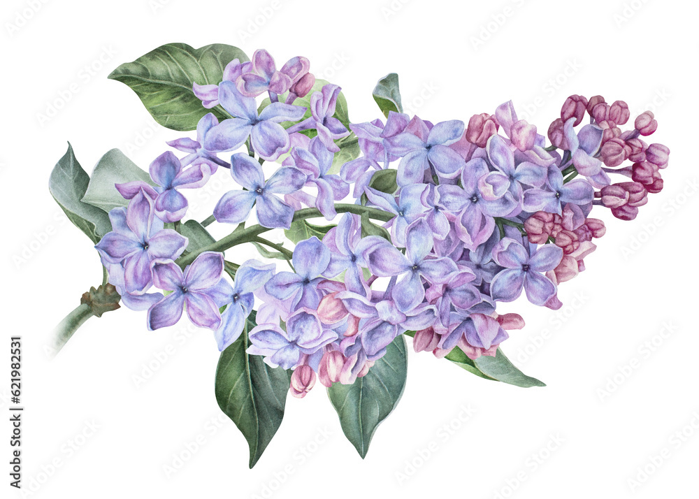Branch of purple lilac. Watercolor botanical illustration. Hand drawn ...