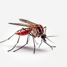 Bloodsucker Mosquito Isolated On Transparent Background
