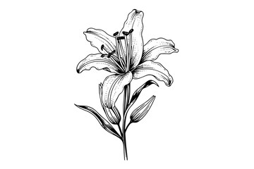 Monochrome black and white bouquet lily isolated on white background. Hand-drawn vector illsutration.