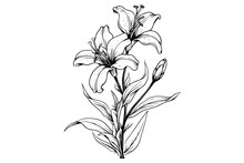 Monochrome Black And White Bouquet Lily Isolated On White Background. Hand-drawn Vector Illsutration.