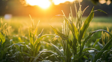 Sunrise Over A Cornfield At Dawn In Illinois In July, Dew Still On The Leaves, Sun Beams Causing Camera Flare, Serene