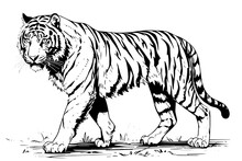 Hand Drawn Engraving Style Sketch Of A Tiger, Vector Ink Illustration.