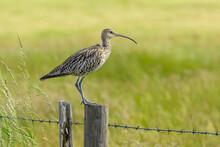 Curlew, Scientific Name:  Numenius Arquata.  Close Up Of An Adult Curlew Stood On A Fence Post In Natural Farmland Habitat, Facing Right.  Curlew Are A Declining Species On The IUCN Red List.