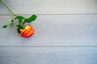 © Peredniankina - one red beautiful blooming rose on a wooden table