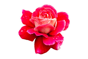 Wall Mural - rose on white background isolated red blossom