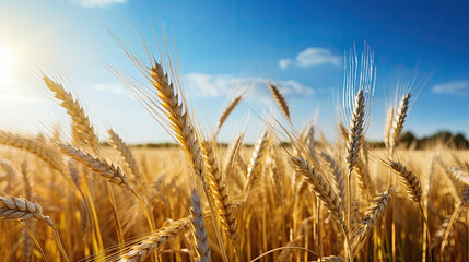 Sticker - golden wheat field in summer