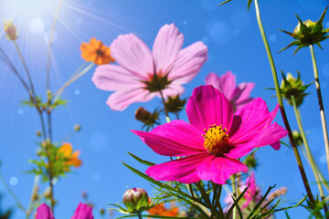 Wall Mural - Beautiful flower meadow with cosmos flowers in pink and white - field of flowers in summer - enjoy holidays in the garden
