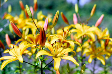 Canvas Print - Flowering ornamental yellow lily in the garden closeup.