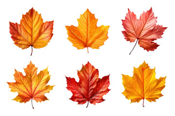 Wall Mural - Collection of autumn leaves isolated on transparent background