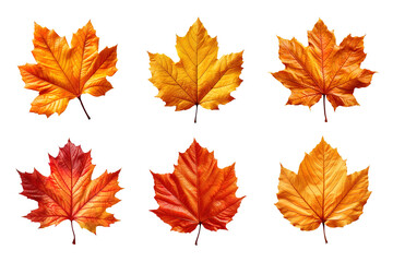 Wall Mural - Collection of autumn leaves isolated on transparent background