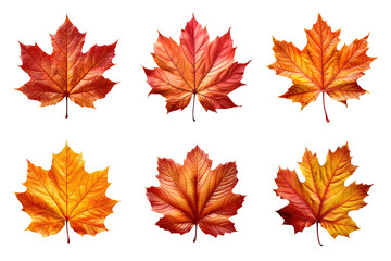 Wall Mural - Collection of autumn leaves isolated on transparent background