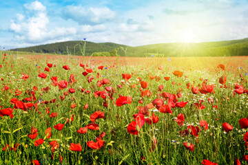 Canvas Print - Poppies field in rays sun. Field of red poppies in bright evening light.