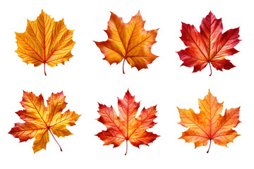 Wall Mural - Collection of autumn leaves isolated on transparent background