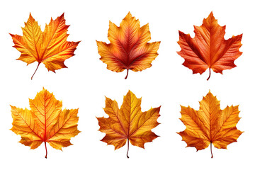 Wall Mural - Collection of autumn leaves isolated on transparent background