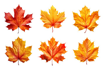 Wall Mural - Collection of autumn leaves isolated on transparent background