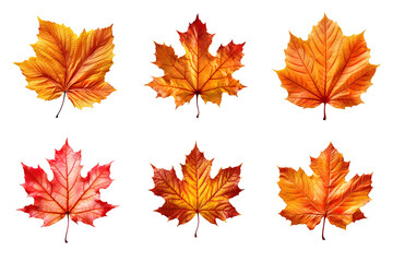 Wall Mural - Collection of autumn leaves isolated on transparent background