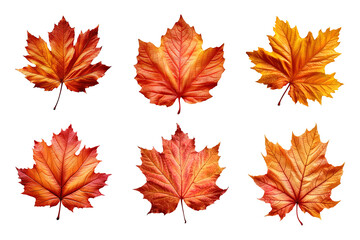 Wall Mural - Collection of autumn leaves isolated on transparent background