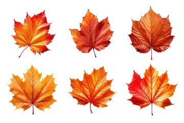 Wall Mural - Collection of autumn leaves isolated on transparent background
