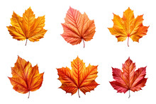 Collection Of Autumn Leaves Isolated On Transparent Background