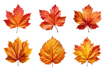 Wall Mural - Collection of autumn leaves isolated on transparent background