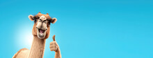 Cute Funny Camel, Smiling, Showing Approving Thumbs Up To Appreciate Good Work Or Product. Wide Banner With Copy Space Side. Generative AI