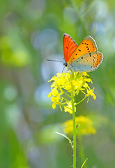 Canvas Print - Orange butterfly on summer flower