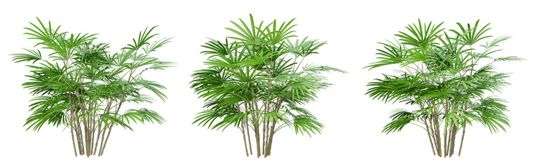 Wall Mural - Rhapis humilis palm tree on transparent background, png plant, 3d render illustration.