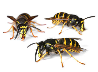 Canvas Print - Three busy wasps isolated on white background, drop shadow