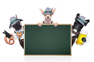 Wall Mural - group or team of bavarian german dogs  with  gingerbread and hat, behind placard or banner ,  isolated on white background , ready for the beer celebration festival in munich