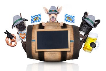 Wall Mural - group or team of bavarian german dogs  with  gingerbread and hat, behind barrel,  isolated on white background , ready for the beer celebration festival in munich