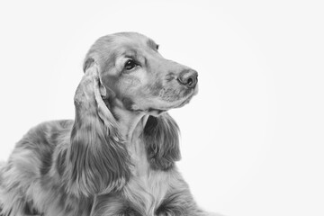 Canvas Print - Portrait of beautiful young brown English cocker spaniel dog isolated over white background. Closeup studio shot. Copy space. Monochrome.