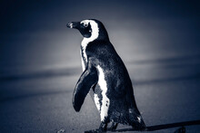 Solitude By The Seaside: Captivating Image Of A Lone Cape Penguin - Quaint Isolation, Endearing Wildlife, Serene Coastal Beauty