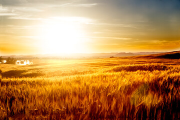 Wall Mural - Wheat fields landscape. Agriculture