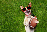soccer  chihuahua dog holding a rugby ball and laughing out loud with red sunglasses outdoors on meadow grass at the field
