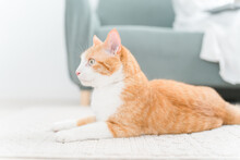 部屋のカーペット・絨毯の上でくつろぐ猫と飼い主（床暖房）
