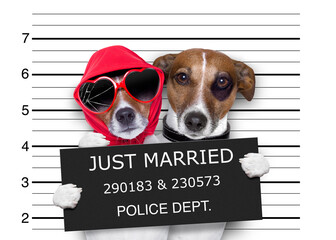 couple of newlywed just married of dogs in a mugshot as criminals posing together forever in jail