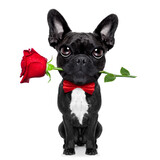 Fototapeta Psy - valentines  french bulldog dog in love holding a rose with mouth , isolated on white background