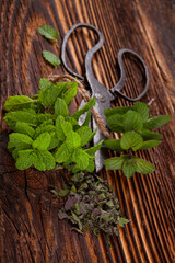 Sticker - Mentha. Aromatic culinary herbs, fresh and dry mint herb on wooden rustic background with old vintage scissors.