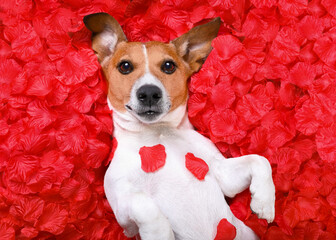 Sticker - jack russell  dog looking and staring at you   ,while lying on bed full of rose petals as background  , in love on valentines day