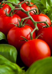 Canvas Print - Fresh tomatoes with basil on wooden board. Closeup