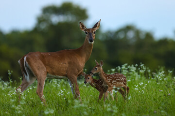 Wall Mural - whitetail doe with two fawns