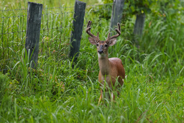 Wall Mural - Big Buck in Tall Grass