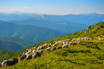 Sticker - Herd of sheeps on top of Carpathians mountains