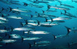 school of Pickhandle barracuda fish, tropical marine life deep sea photography