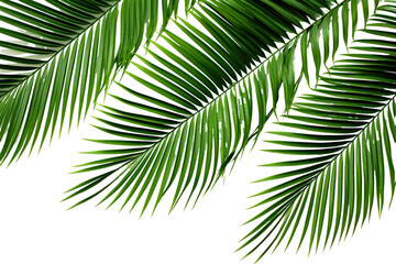 lush green curved palm leaves on isolated white background PNG